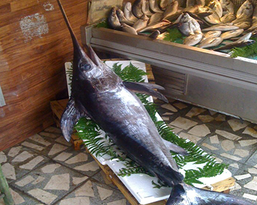 Kılıç Balığı
