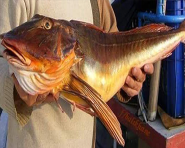 Kırlangıç Balığı